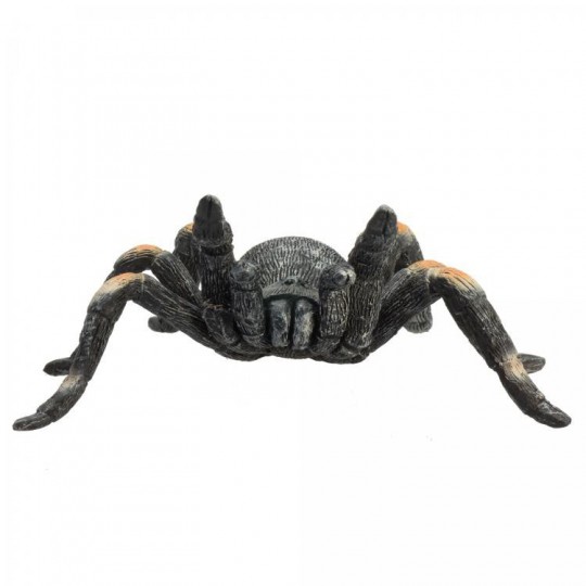 mojo-red-kneed-tarantula-3284278.jpeg