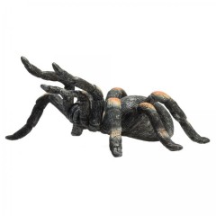 Mojo Red Kneed Tarantula