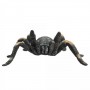 mojo-red-kneed-tarantula-3284278.jpeg