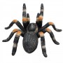 mojo-red-kneed-tarantula-4990410.jpeg