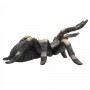 mojo-red-kneed-tarantula-7031101.jpeg